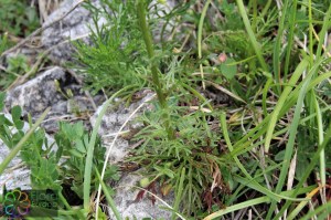 senecio abrotanifolius (1) (1200 x 800).jpg_product_product_product